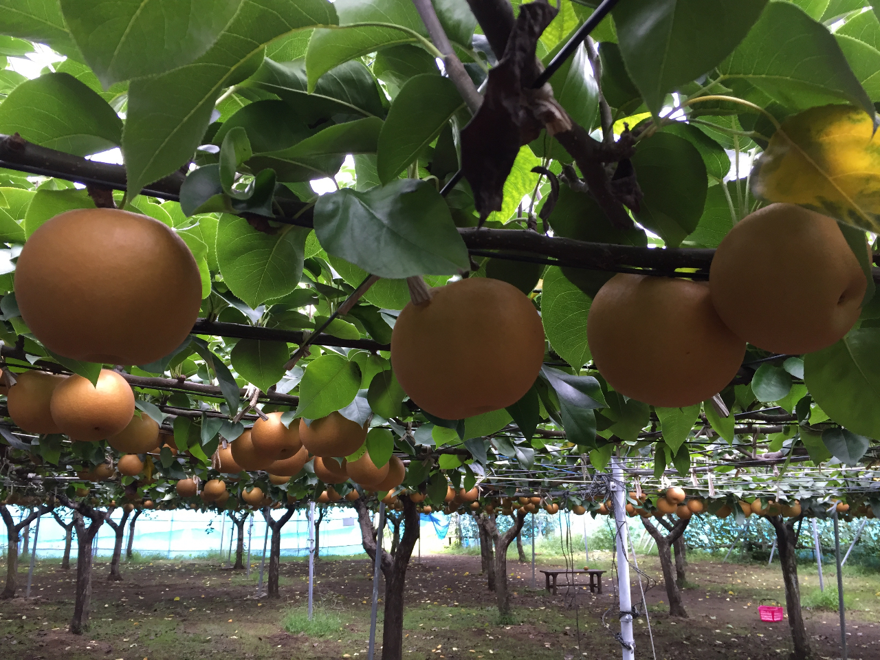 �y�Q��̉ʕ��喞���Z�b�g�v�����z�Ȃ��Q�E�Ԃǂ��P�[���n �����Z�b�g�v������