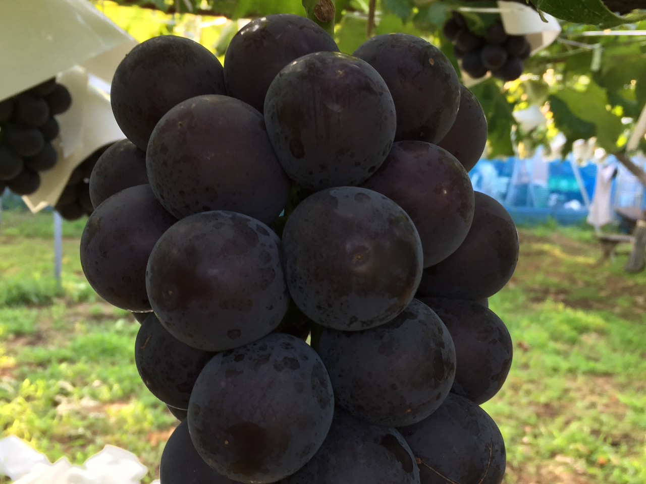 �y�Q��̉ʕ��喞���Z�b�g�v�����z�Ȃ��Q�E�Ԃǂ��P�[���n �����Z�b�g�v������