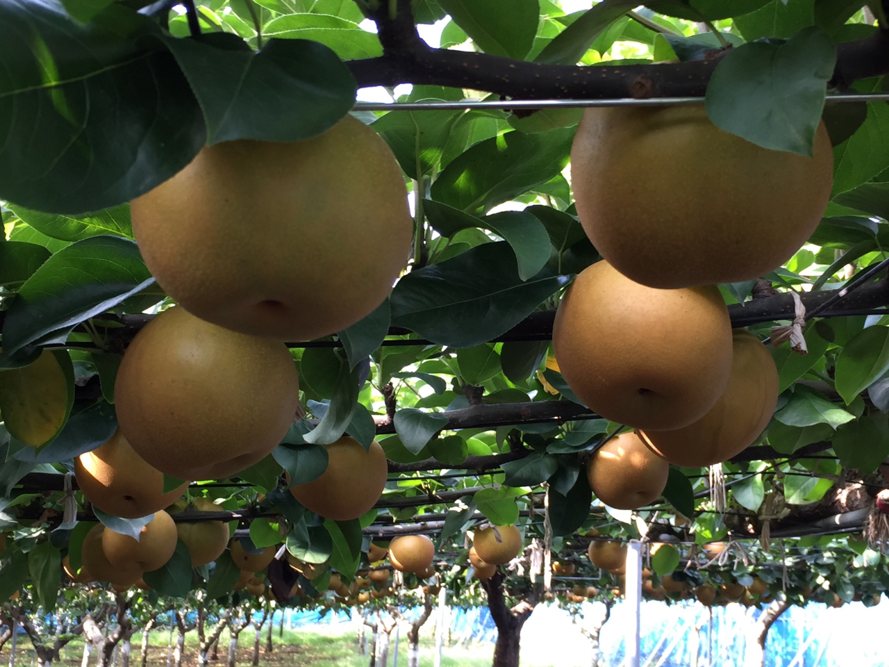 �y�Q��̉ʕ��喞���Z�b�g�v�����z�Ȃ��Q�E�Ԃǂ��P�[���n �����Z�b�g�v������