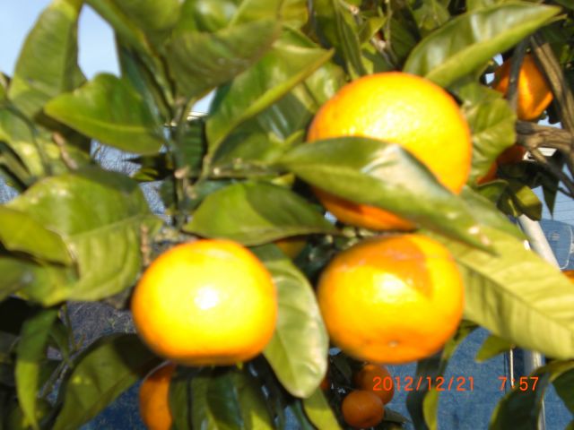 みかん食べ放題体験♪