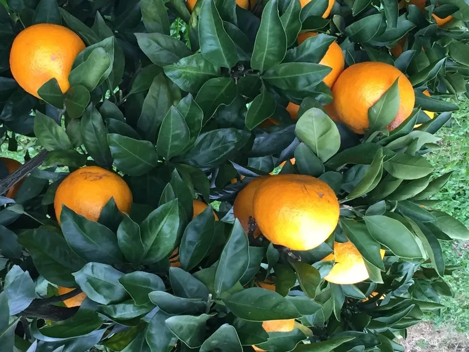 みかん食べ放題体験♪