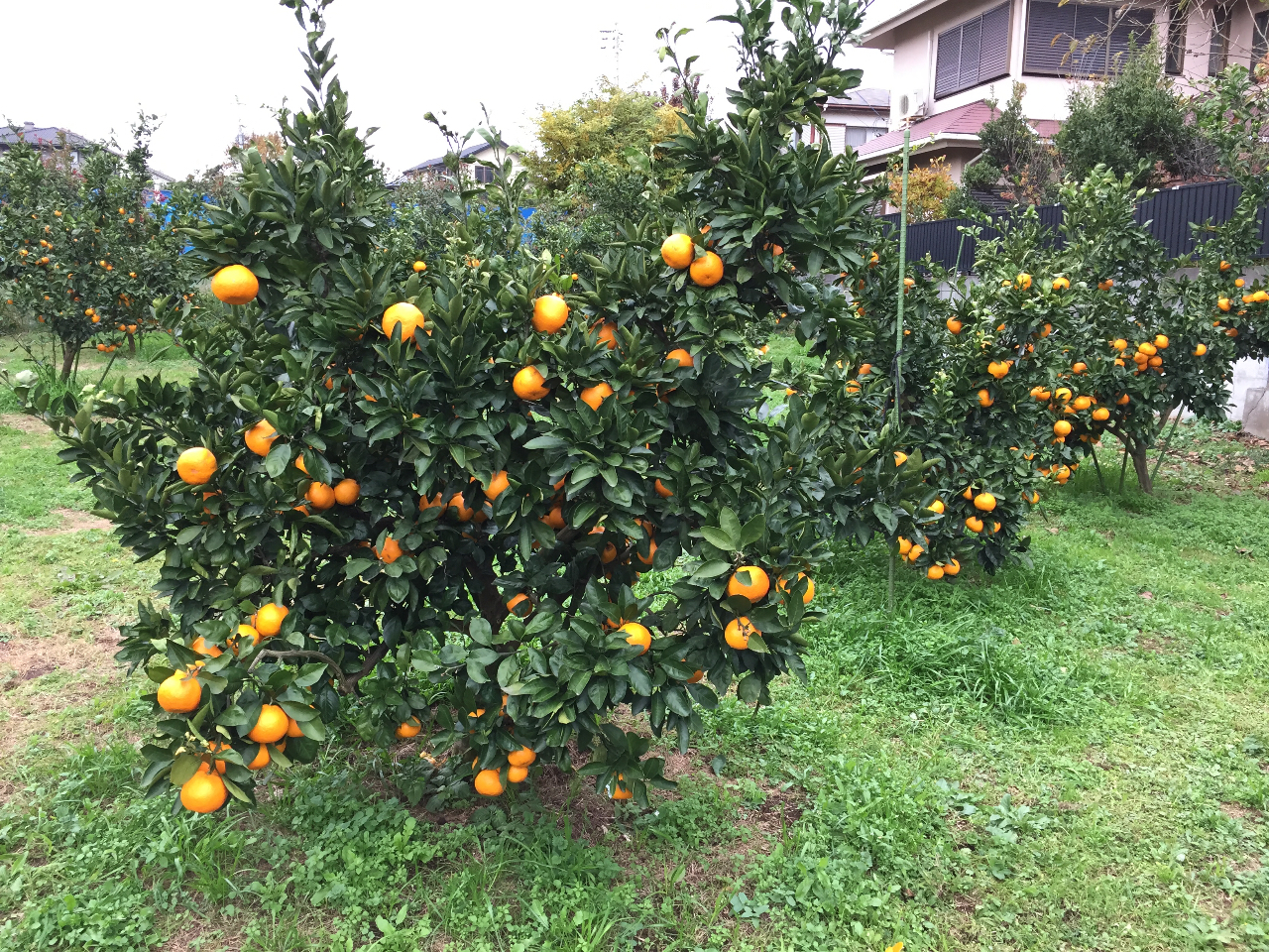 FRUIT PARK YOKOHAMA 芝口果樹園の割引プラン