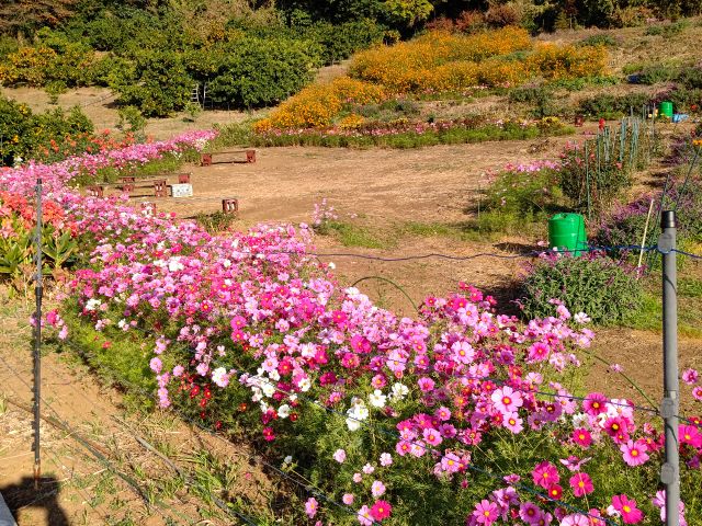 2022年11月13日 山の上みかん園満開コスモス。