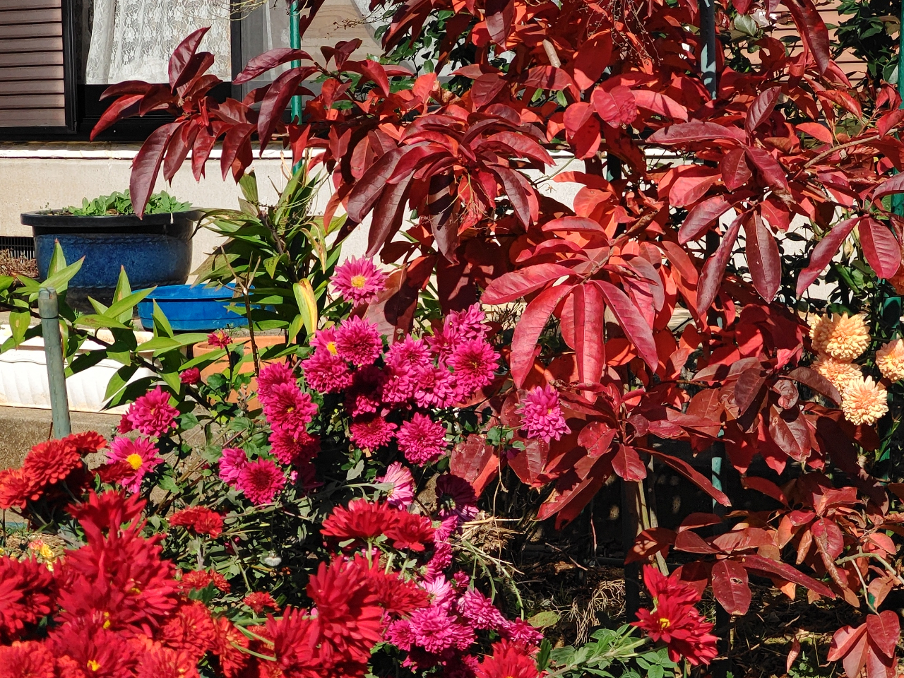 庭先のスズランの木の紅葉11月中旬