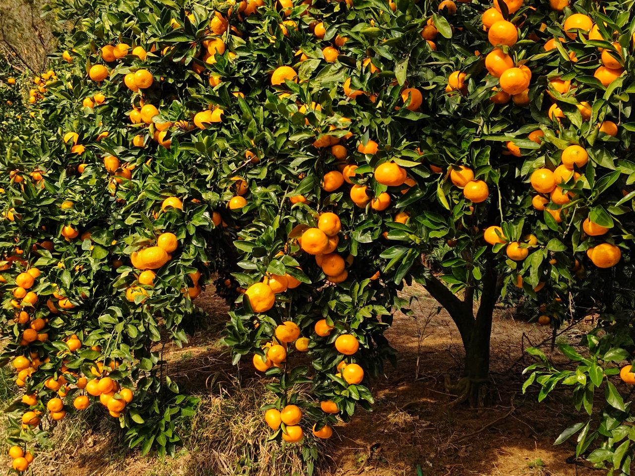 鈴なりみかん2022年11月10日