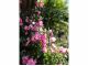 薔薇の香りに癒やされます♪