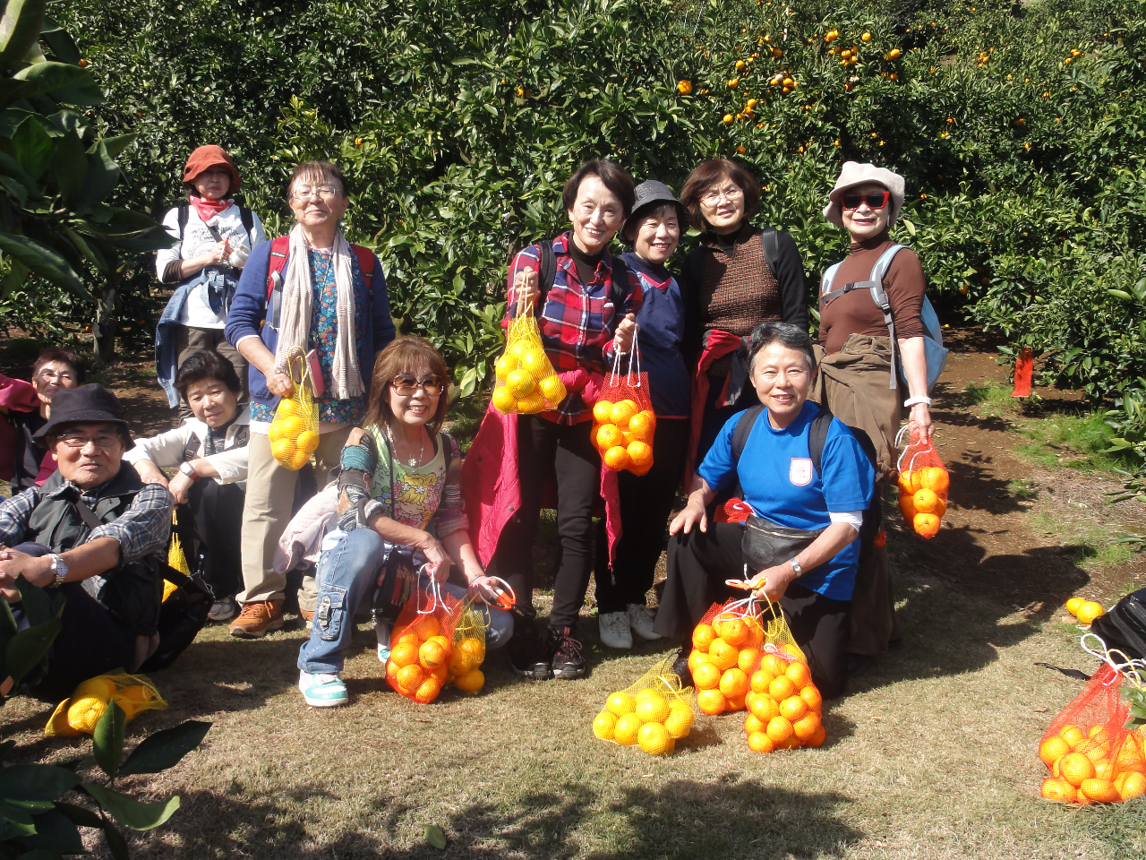みかん狩り 楽しいよ!