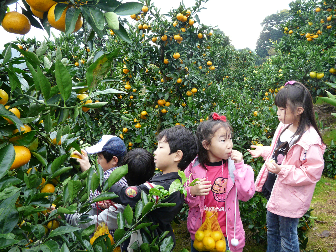ミカンいっぱい食べたよ。