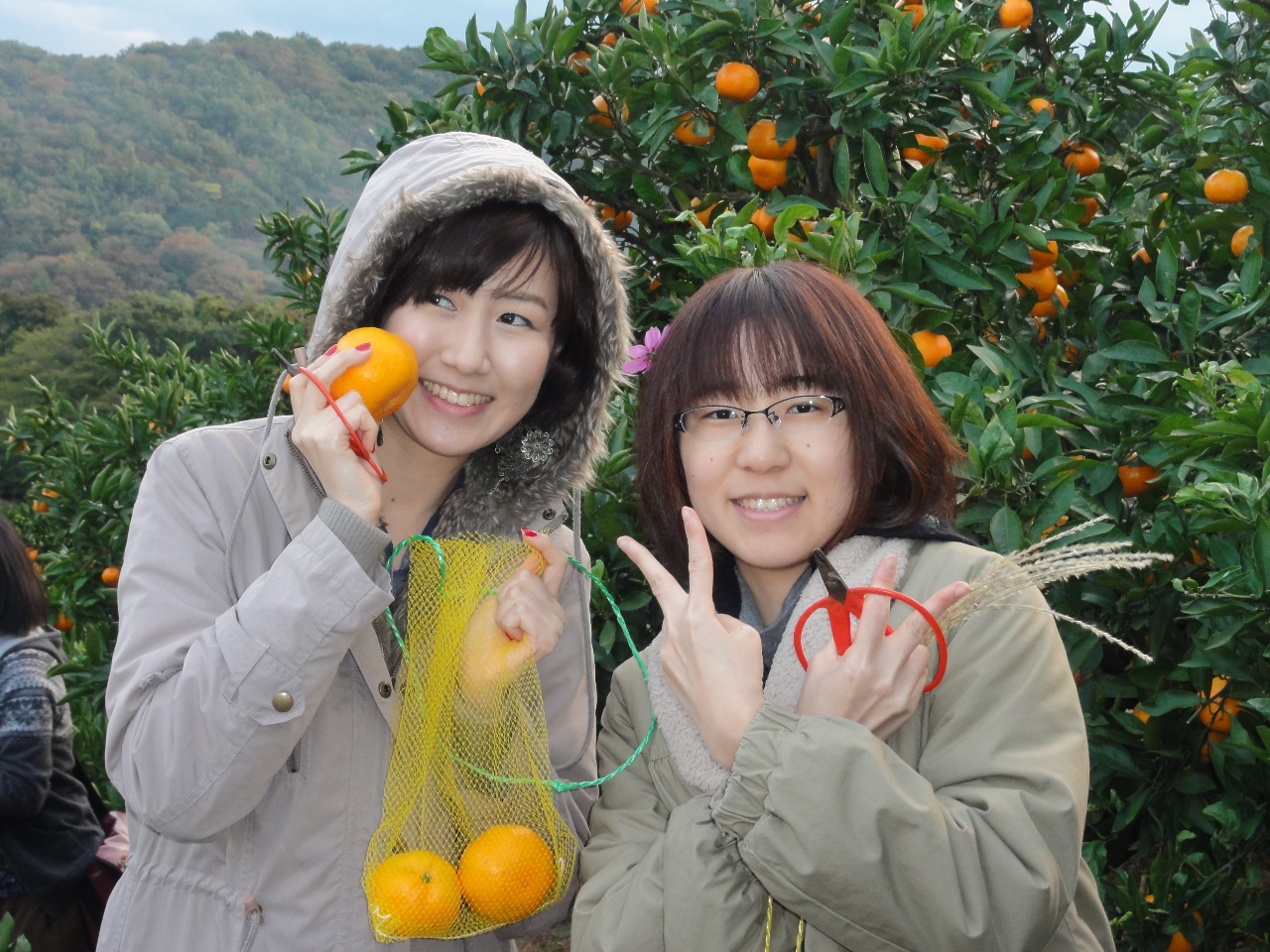 <土日祝日☆徒歩の方>【みかん狩り☆2時間食べ放題】入園料通常価格より50円引き...
