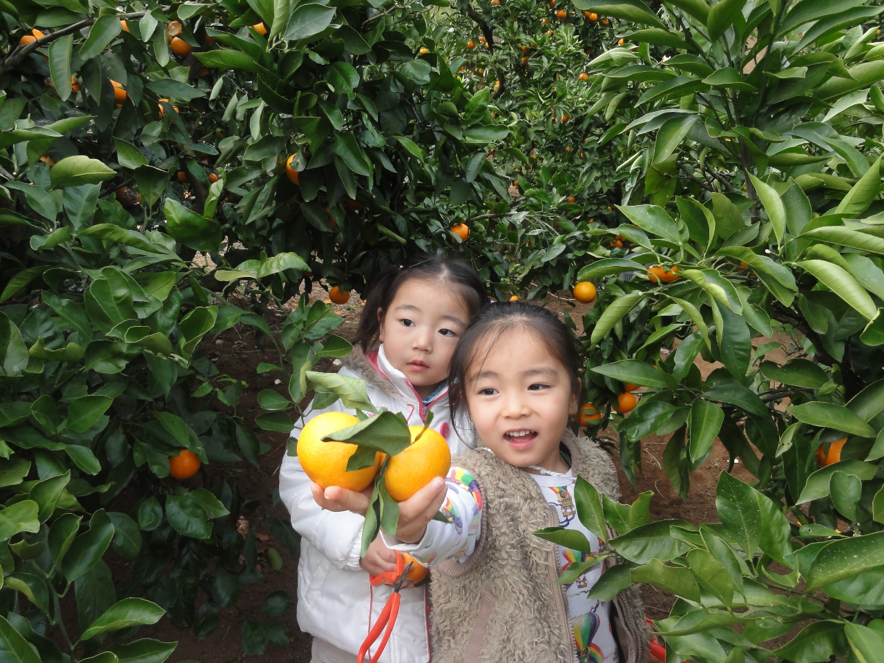 ミカン採れたよ!