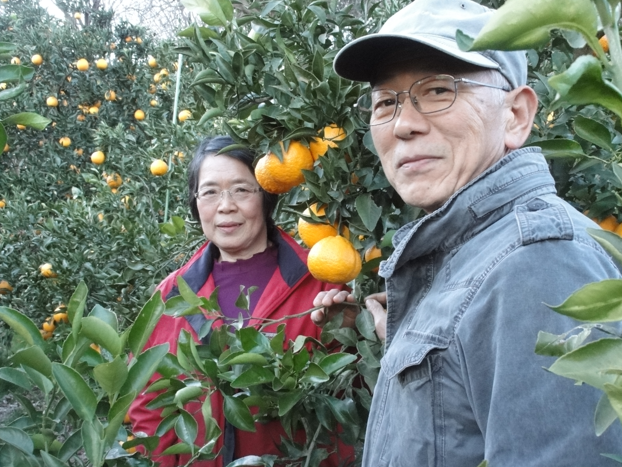 私たちが栽培しています。