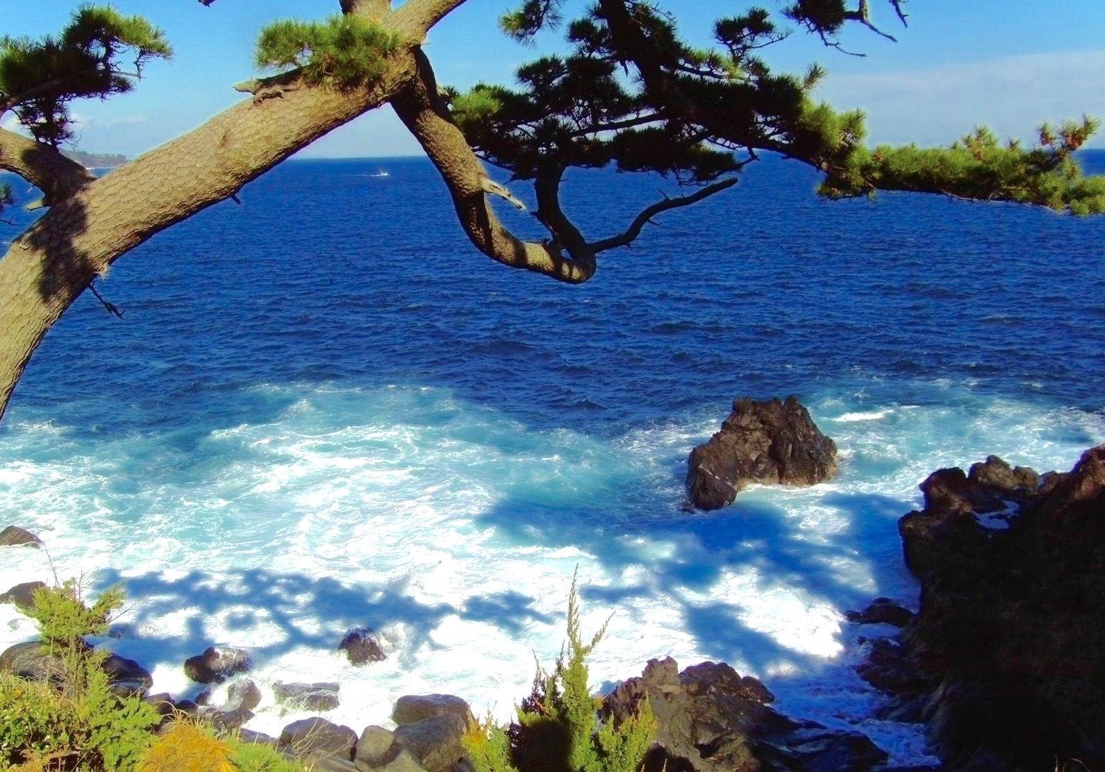 {̊C݂Ƃ΂͂菼̖؂GɂȂ܂B