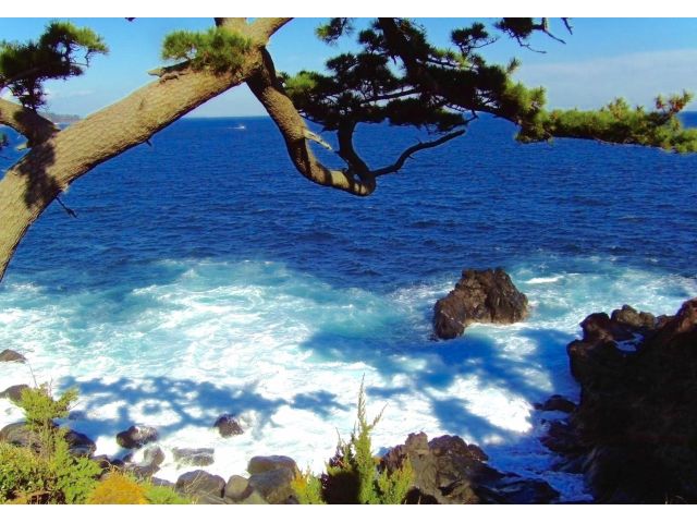 日本の海岸といえばやはり松の木が絵になります。