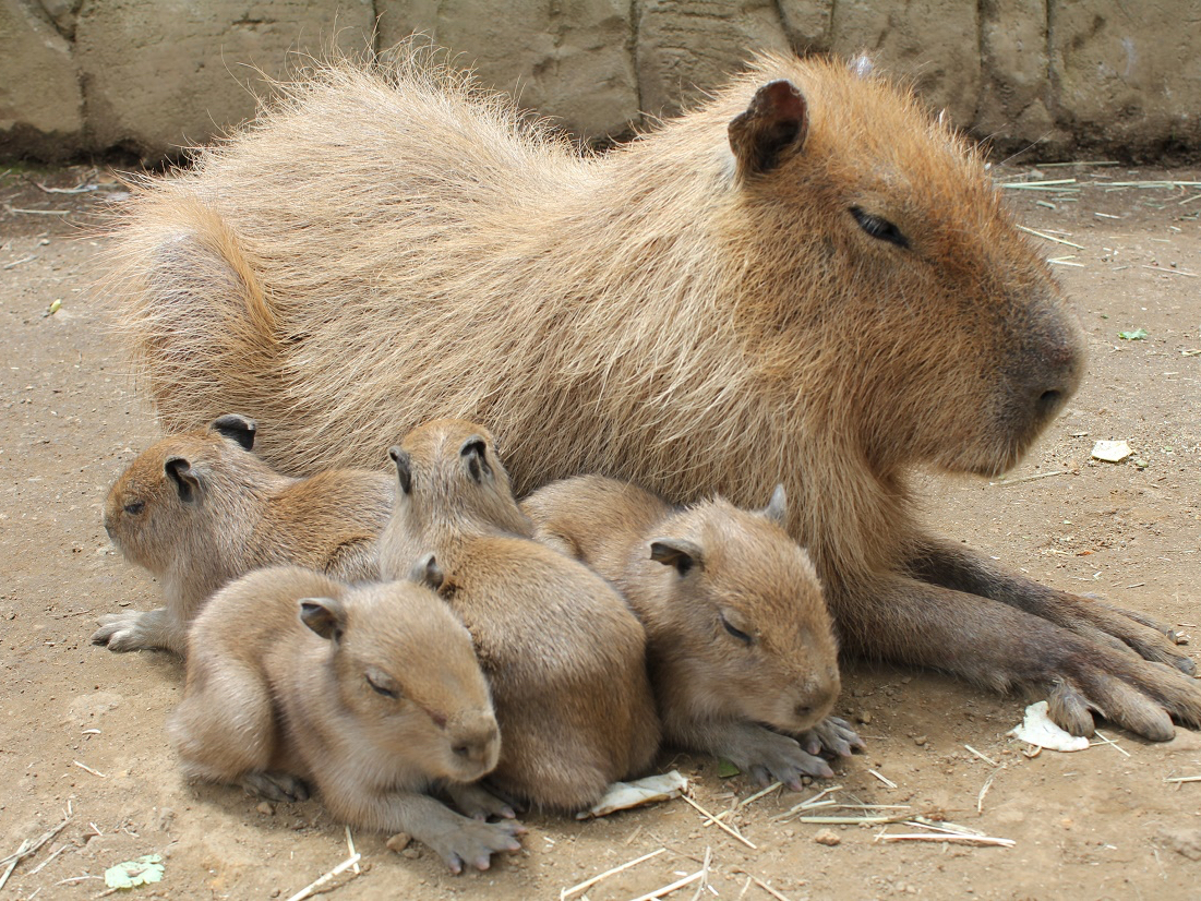 【9~13時/13~17時】A2-伊豆シャボテン動物公園＆ダウンヒルサイクリング...