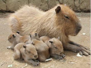 伊豆シャボテン動物公園で遊べるのが魅力!