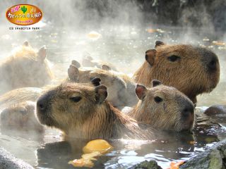 伊豆シャボテン動物公園で遊べるのが魅力!