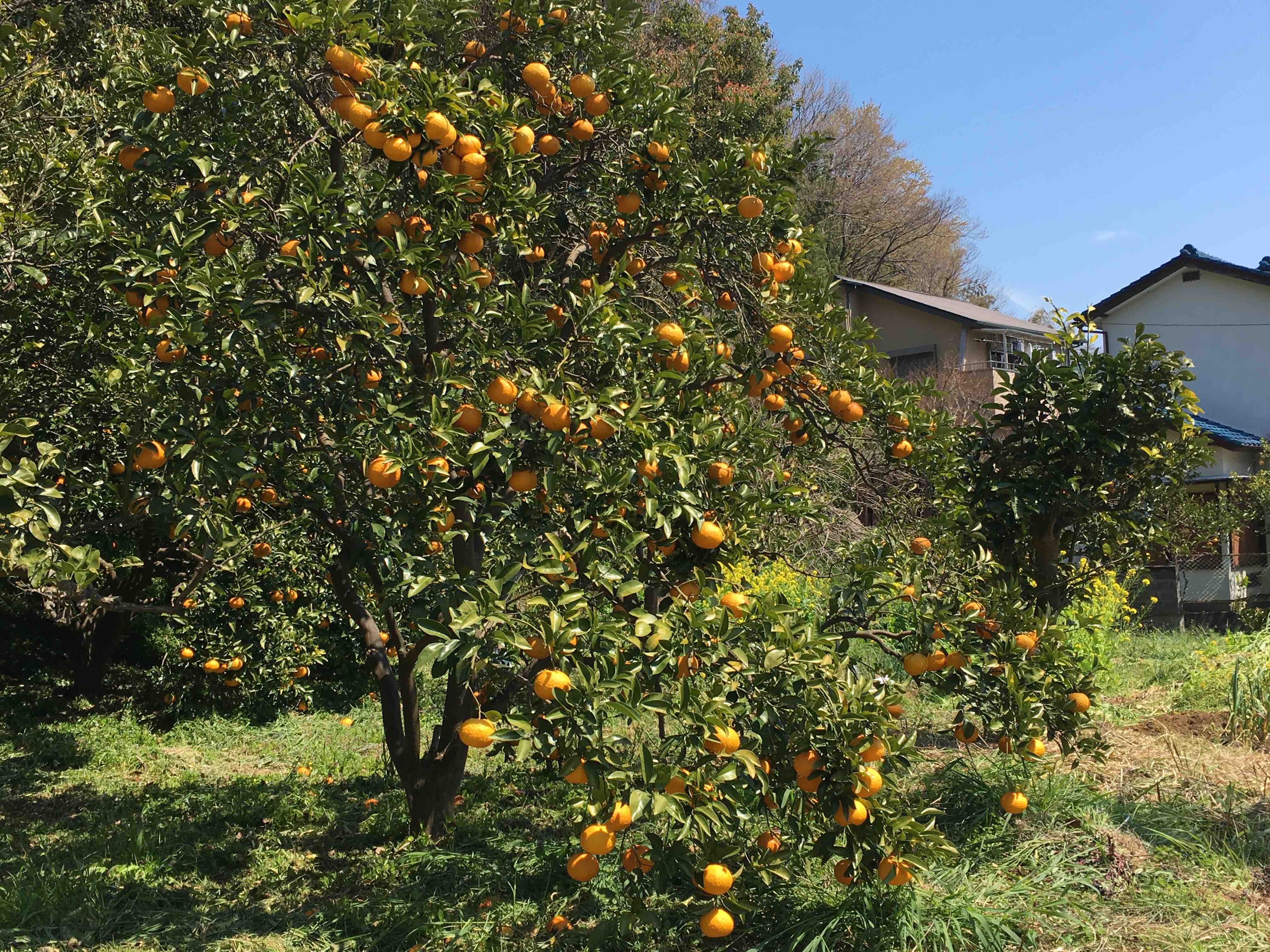 �F�����͔��������݂���̎Y�n�Ƃ��Ă��L���ł�