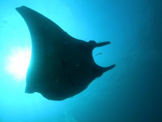 海の中を覗いてみませんか?新たな発見、感動間違いなしです!