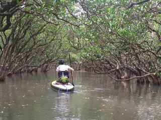 SUPに乗って特別保護地域へ探検!