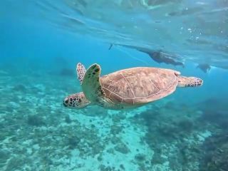 小さいカメさんから大きいカメさんまでたくさんのカメさんを見ることができます。