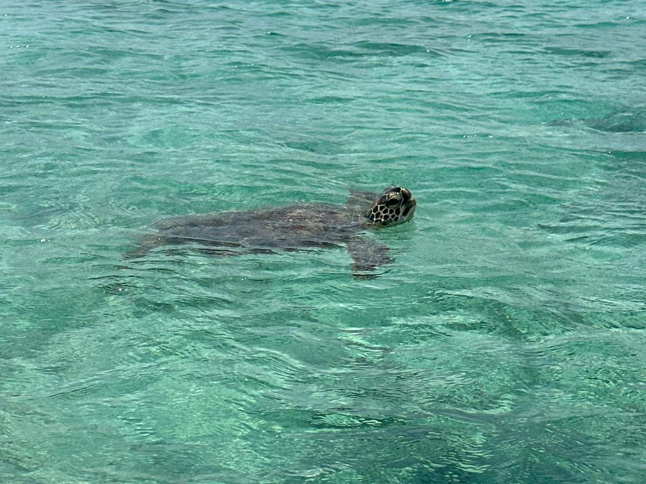 Ƃ͈̃Vm[PŉC݂邱Ƃł܂B