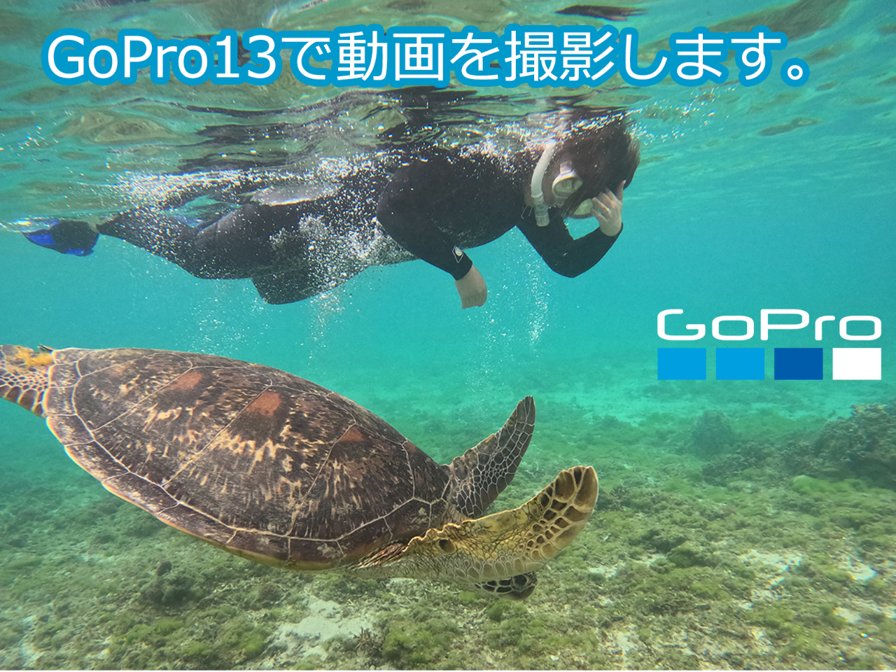 �ō��̓����GoPro13�ŎB�e���܂��B�@�p���̃E�~�K�������͂ƂĂ��t�����h���[�Ȃ�ł��B�@�ł��G��Ȃ��ł��������ˁI