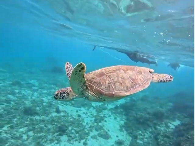 ���̒��̊C�������ׂĂ��邷�������ƂĂ����킢���ł��B