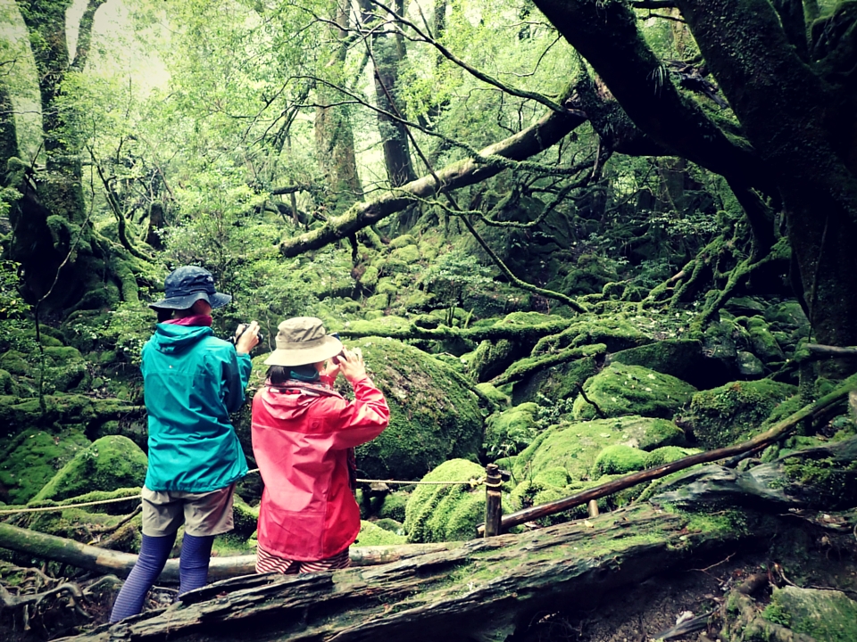 一面が緑に覆われた、苔の世界。