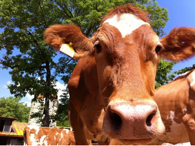 日本に200頭しかいないと言われている 【ガーンジィ牛】も飼育しています♪