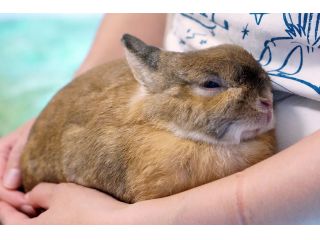 兵庫 神戸 おためし30分間 うさぎと触れ合う癒しの時間はいかがですか ワンドリンク付きのふれあいおためしプラン お一人様 ファミリー 女性 カップル どなた様も大歓迎 Ashiya月兎 ぷらす じゃらん遊び体験 兵庫 神戸 おためし30分間 うさぎと触れ合う癒しの時間はいかがですか ワンドリンク付きのふれあいおためしプラン お一人様 ファミリー 女性 カップル どなた様も大歓迎 Ashiya月兎 ぷらす じゃらん遊び体験