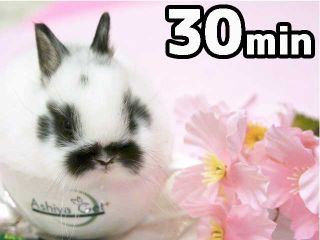 うさぎとふれあってみませんか?