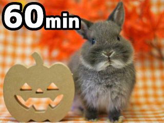 うさぎとふれあってみませんか?