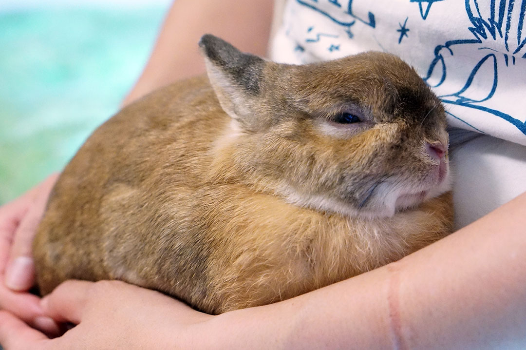 兵庫・神戸】≪たっぷり60分間≫ うさぎと触れ合う癒しの時間はいかが