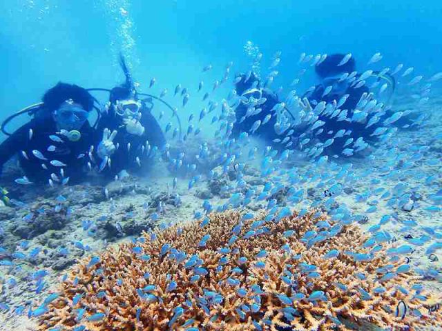 サンゴにすむ魚の群れを間近で!