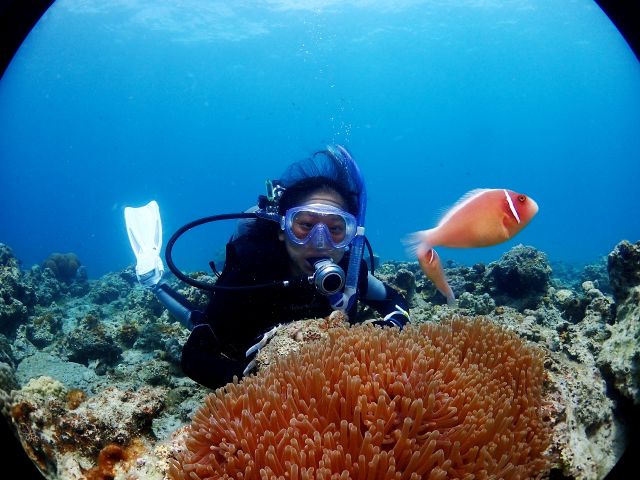 可愛いクマノミ達にも会えます♪