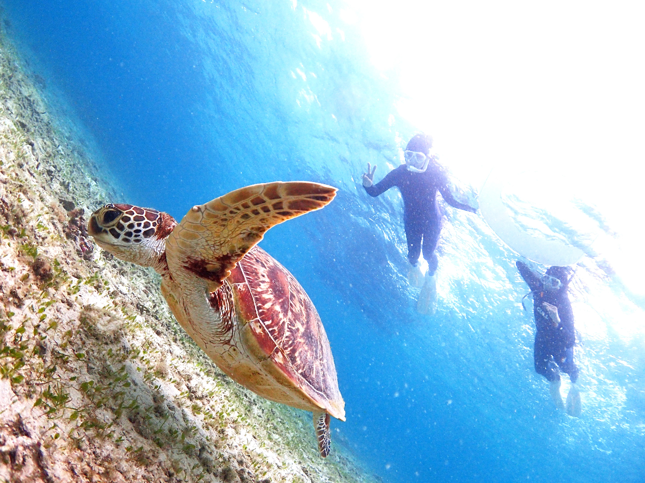 ウミガメとの遭遇率は99%です。足のつく浅いところからスタートします。スタッフが器材の使い方やお魚の解説など、詳しくご案内しますので未経験の方でもご参加いただけます!