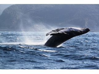 大迫力の「ブリーチ」