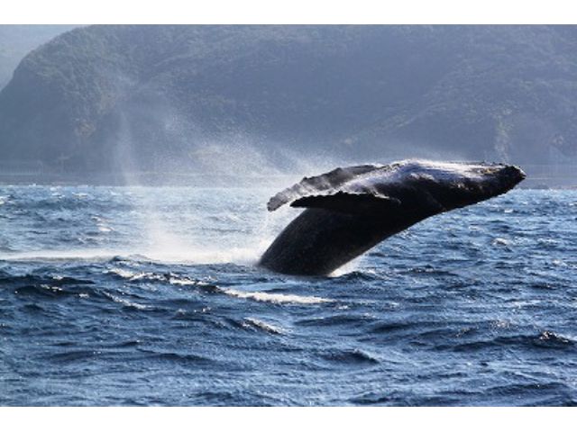 遭遇率約90 ザトウクジラに会いに行こう 期間限定 ホエールウォッチングツアー ダイビングショップ ネイティブシー奄美 じゃらん遊び体験