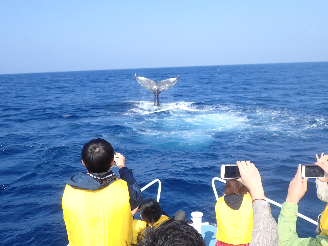運がよければ近くでクジラを観察する事もできます。