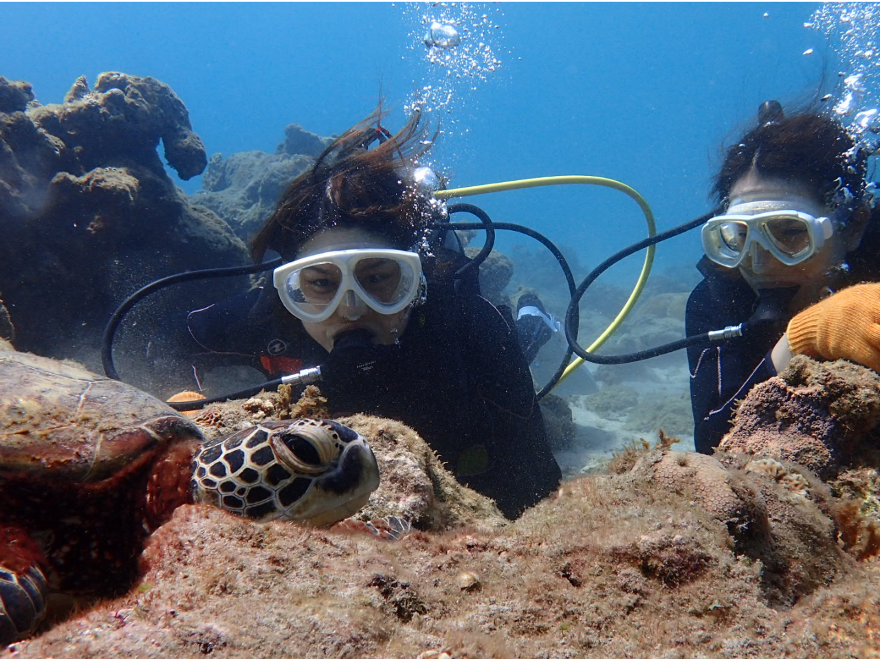 ゲストさんの目の前でウミガメがうとうと。。。眠たいのかな?生きものとの距離が近いのがダイビングの魅力です!