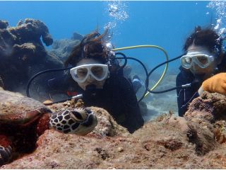 ゲストさんの目の前でウミガメがうとうと。。。眠たいのかな?生きものとの距離が近いのがダイビングの魅力です!