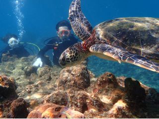 ウミガメが目の前に迫って来ました!近い!!!