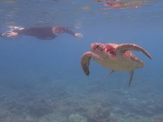 浅場にてゲストさんの目の前でウミガメがのんびり泳いでくれています♪