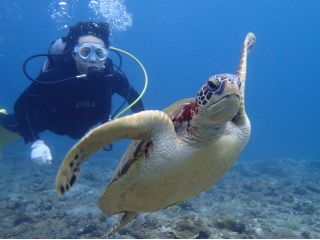 体験ダイビングでウミガメと一緒に泳ごう!
