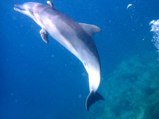イルカが気まぐれに遊びに来てくれることも
