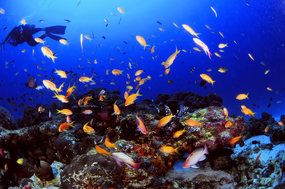 碧い海にトロピカルな魚がたくさん泳いでますよ!