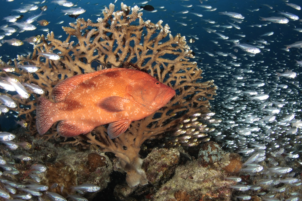 視界を埋め尽くす魚の群れに圧倒されることもあります