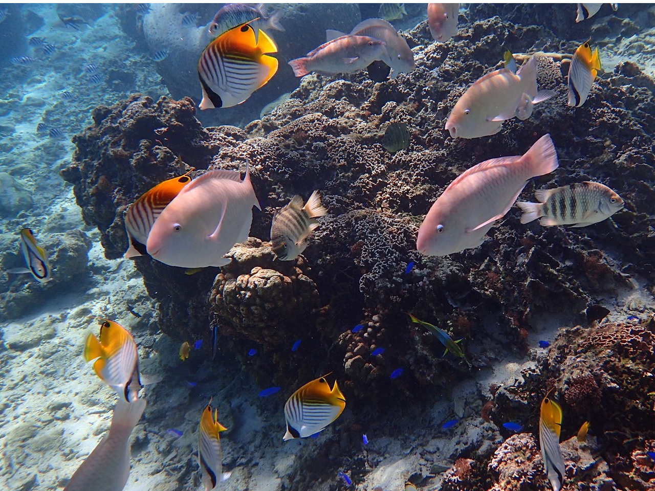 たくさんのお魚さんがすぐ近くまで来てくれる!色々な種類の魚を間近で見てみよう!