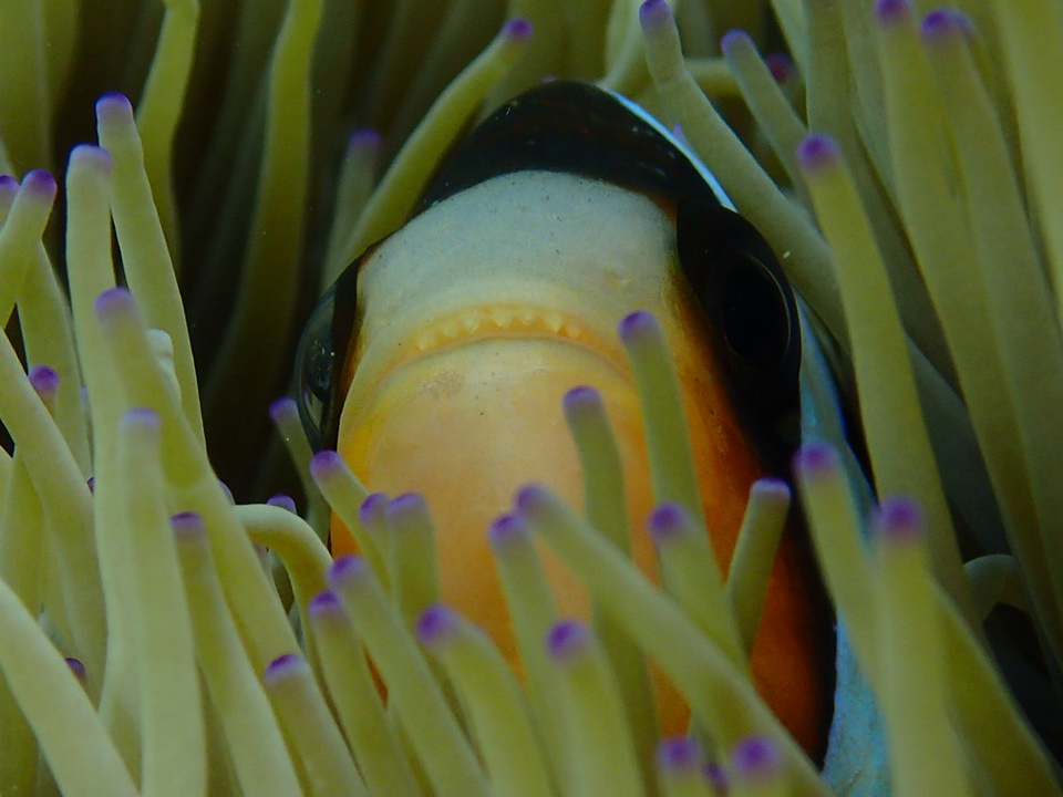 C̐lCҁN}m~ɂႤI