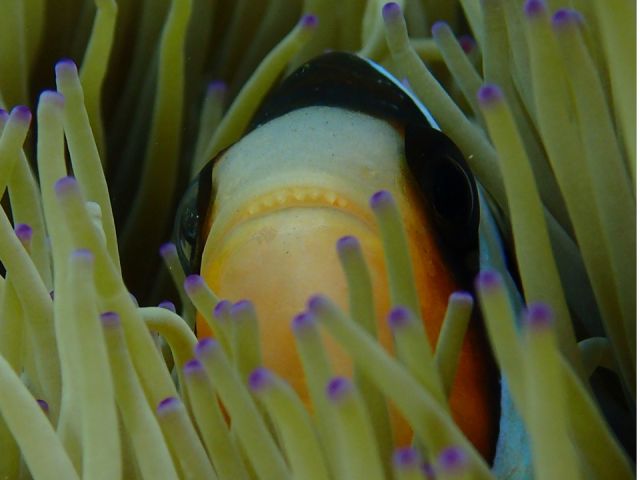 海の人気者☆クマノミにも会えちゃう!